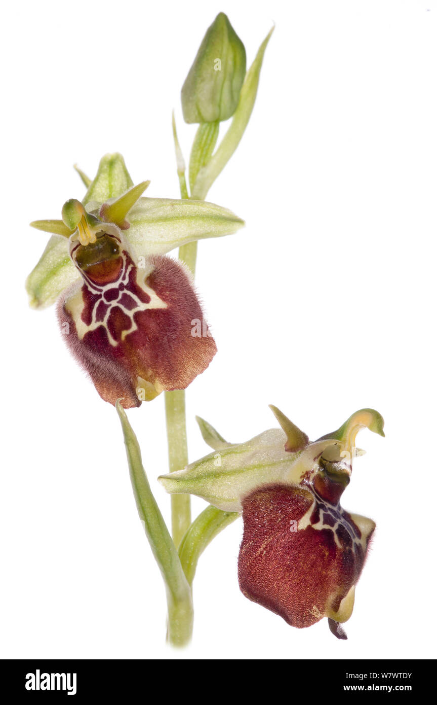 Ceglie Orchid (Ophrys celiensis) in Blüte, in der Nähe von Martina Franca, Apulien, Italien, April. Endemisch auf Pugila. Stockfoto