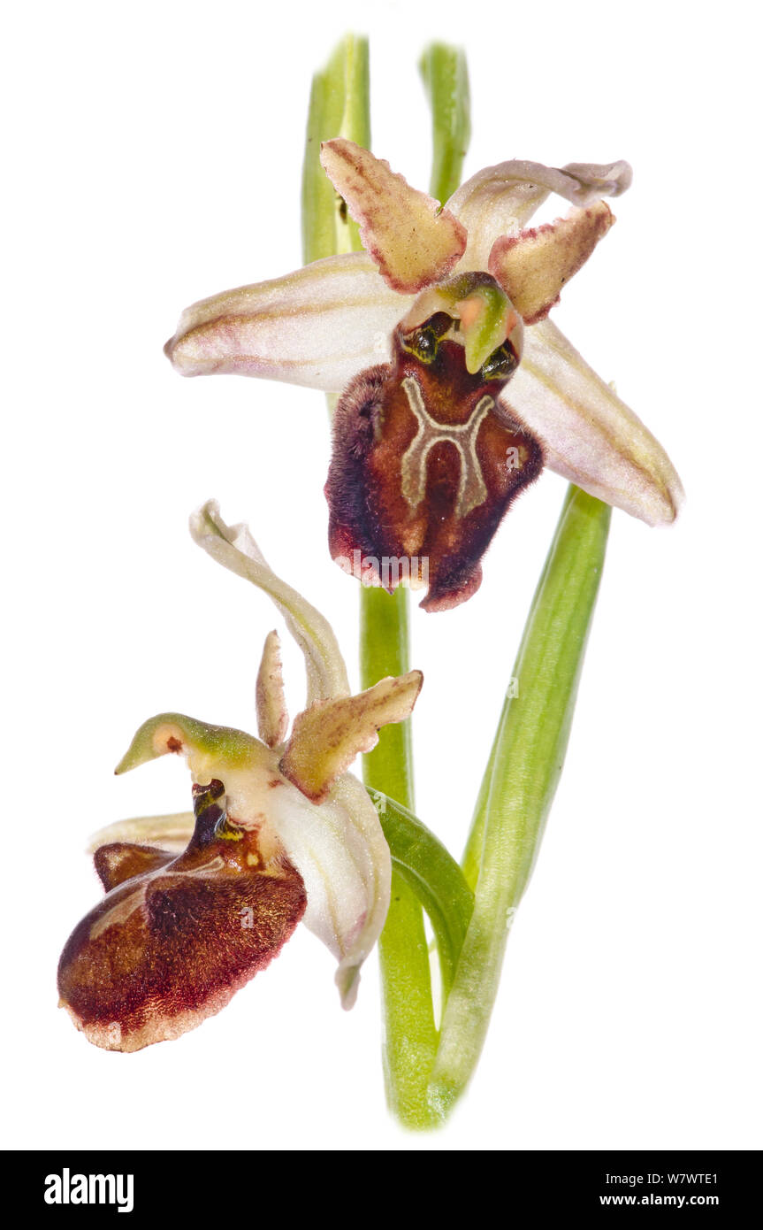 Bienen-ragwurz (Ophrys sphegodes atrata) in Blüte, in der Nähe der Ruggiano, Gargano, Italien, April. Stockfoto