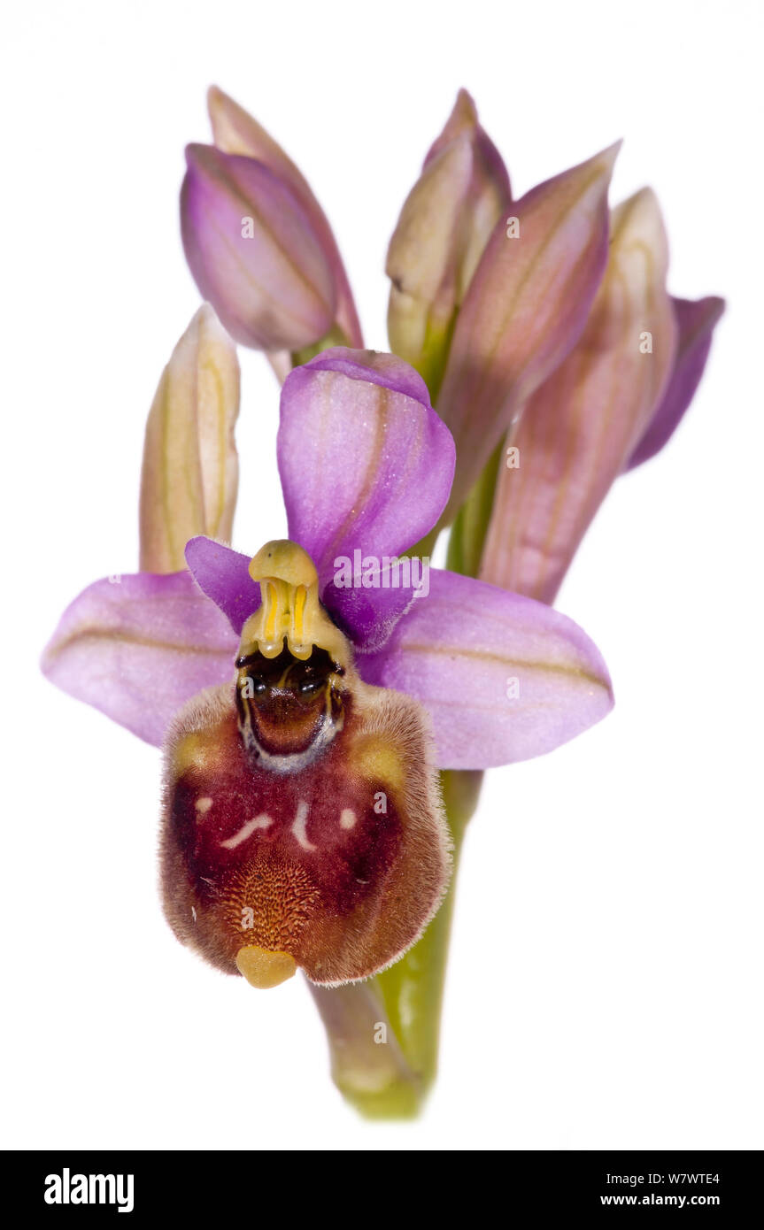 (Sawfly Ophrys Ophrys tenthredinifera) etwas abweichendes Muster - möglich, Hybrid, in der Nähe von Monte St. Angelo, Gargano, Italien, April. Stockfoto