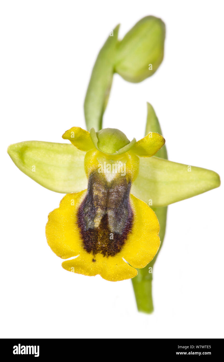 Gelb (Ophrys Ophrys lutea) in Blüte, in der Nähe von Monte St. Angelo, Gargano, Italien, April. Stockfoto