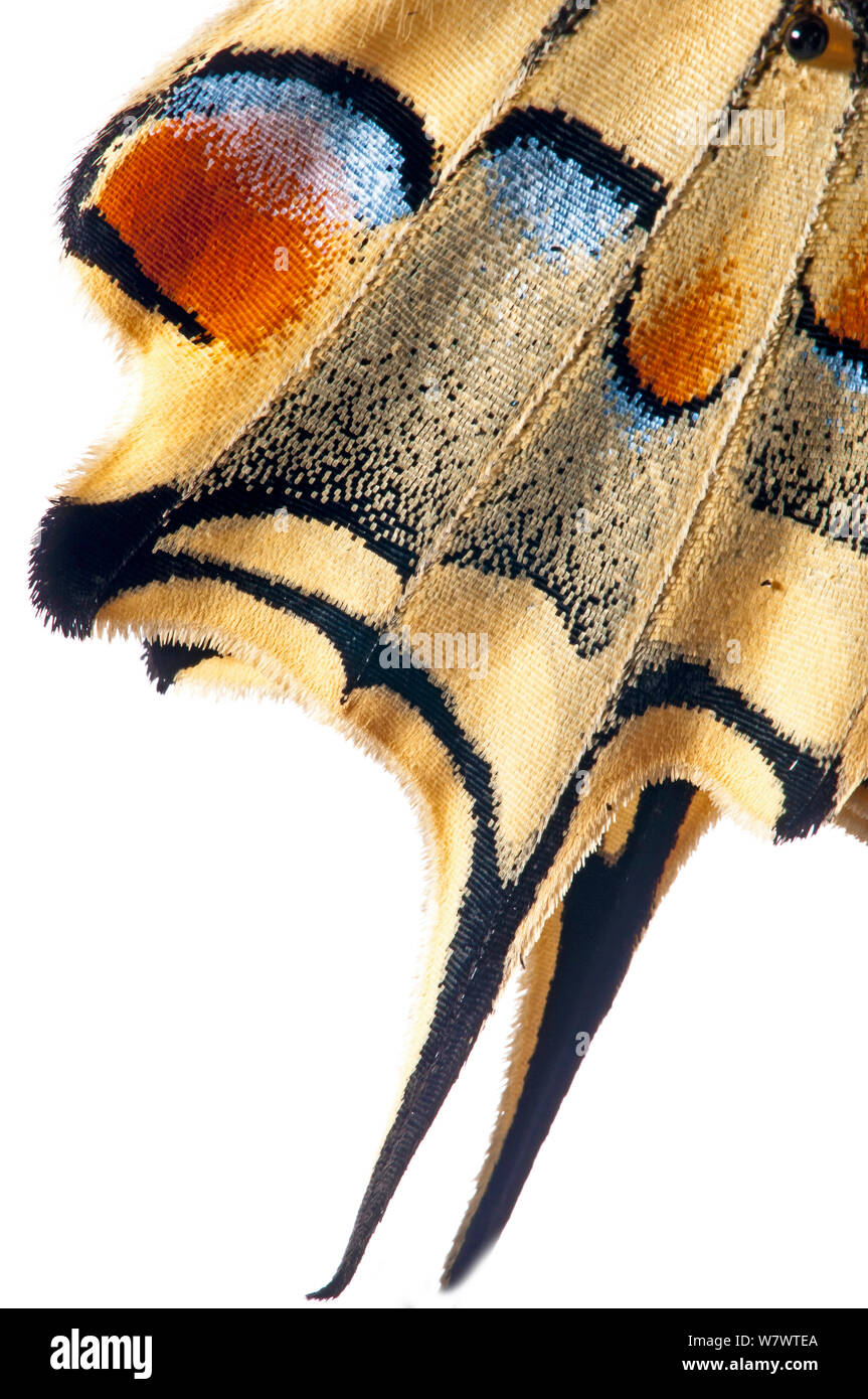 Gemeinsame Swallowtail (Zygaena Filipendulae) Nahaufnahme von Flügel &#39;Tails &#39; Orvieto, Italien, Oktober. Stockfoto