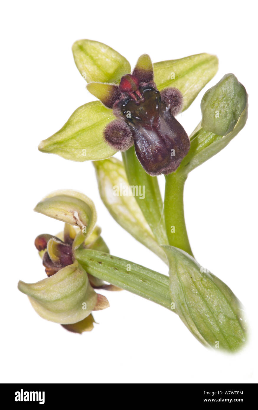 Hummeln Bienen-ragwurz (Ophrys bombyliflora) in Blüte, in der Nähe von Monte St. Angelo, Gargano, Italien, April. Stockfoto