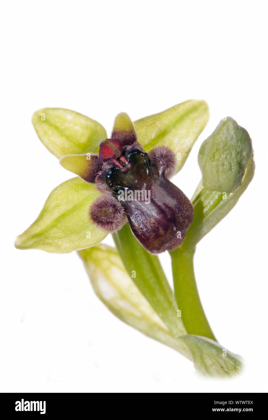 Hummeln Bienen-ragwurz (Ophrys bombyliflora) in Blüte, in der Nähe von Monte St. Angelo, Gargano, Italien, April. Stockfoto
