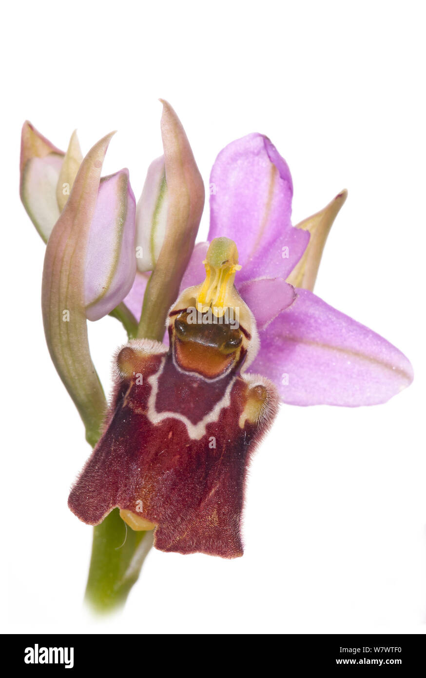 Bienen-ragwurz (Ophrys x francinae) Hybrid von Sawfly orchid (O. tenthredinifera) und Ophrys fuciflora apulica. in der Nähe von Monte St. Angelo, Gargano, Italien, April. Stockfoto