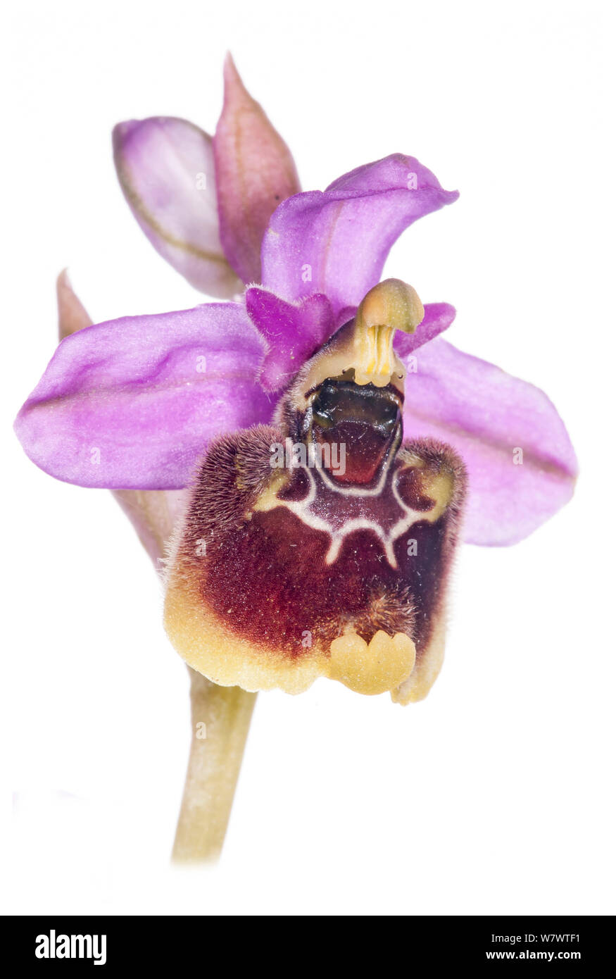 Hybrid Bienen-ragwurz (Ophrys x maremmae) in Blüte, Hybrid zwischen Ende Spider Orchid (Ophrys fuciflora) und Orchidee (Sawfly Ophrys tenthredinifera) Torre Alfina, Latium, Italien, Mai. Mit digitalen focus Stacking genommen. Stockfoto
