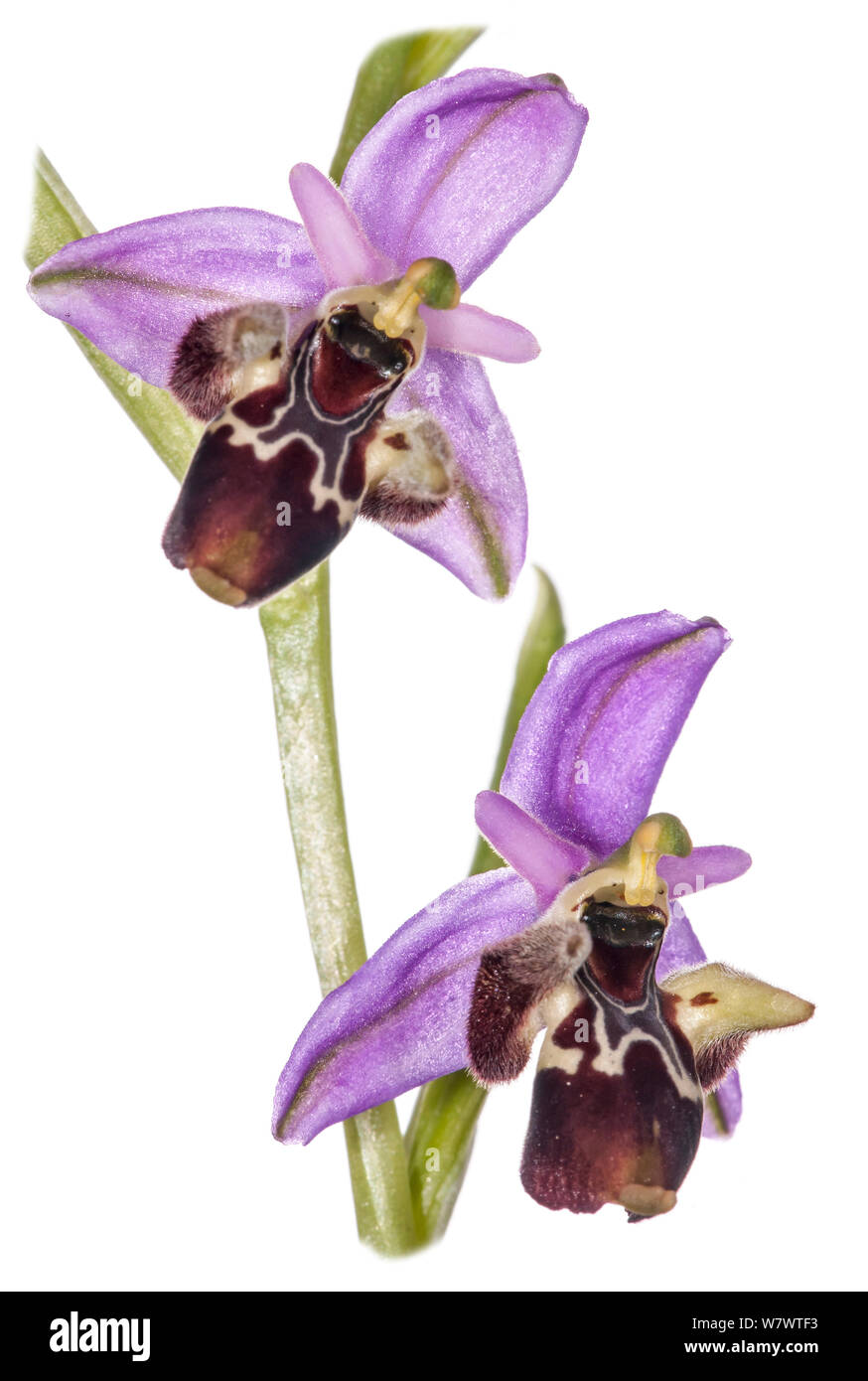 Gehörnte Ophrys (Ophrys scolopax cornuta) in Blüte, in der Nähe von Vieste, Gargano, Italien, April. Stockfoto