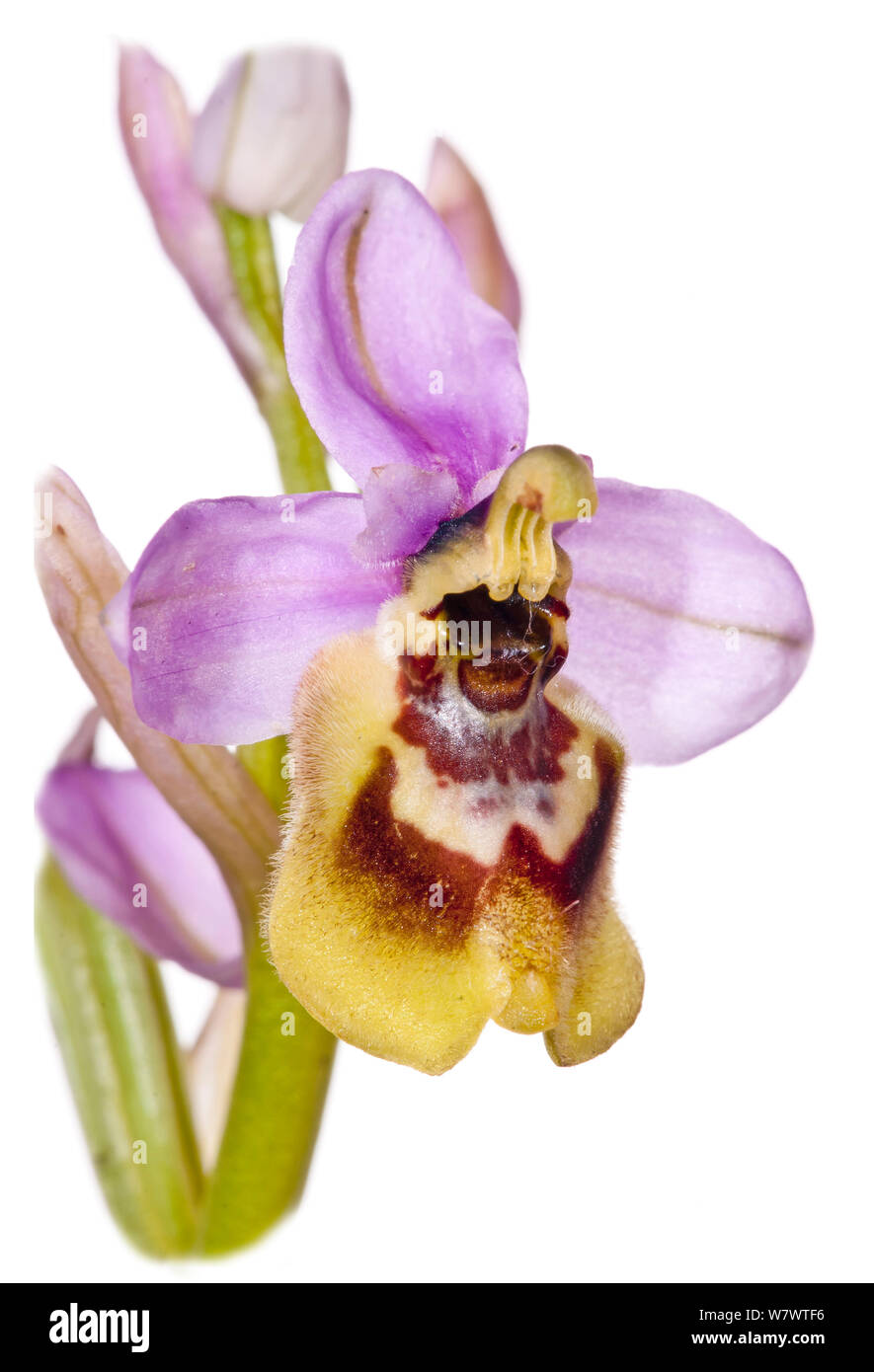 Spät (Ophrys Ophrys tardans) in Blüte, in der Nähe von San Cataldo, Lecce, Apulien, Italien. April. Endemisch in Apulien. Stockfoto