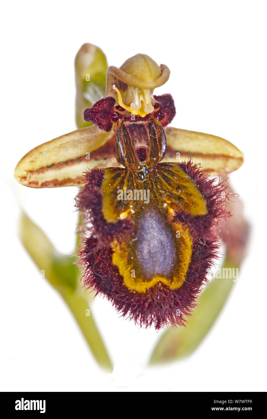 Spiegel (Ophrys Ophrys Speculum) in Blume, Ferla, Sizilien, Italien, Mai. Stockfoto