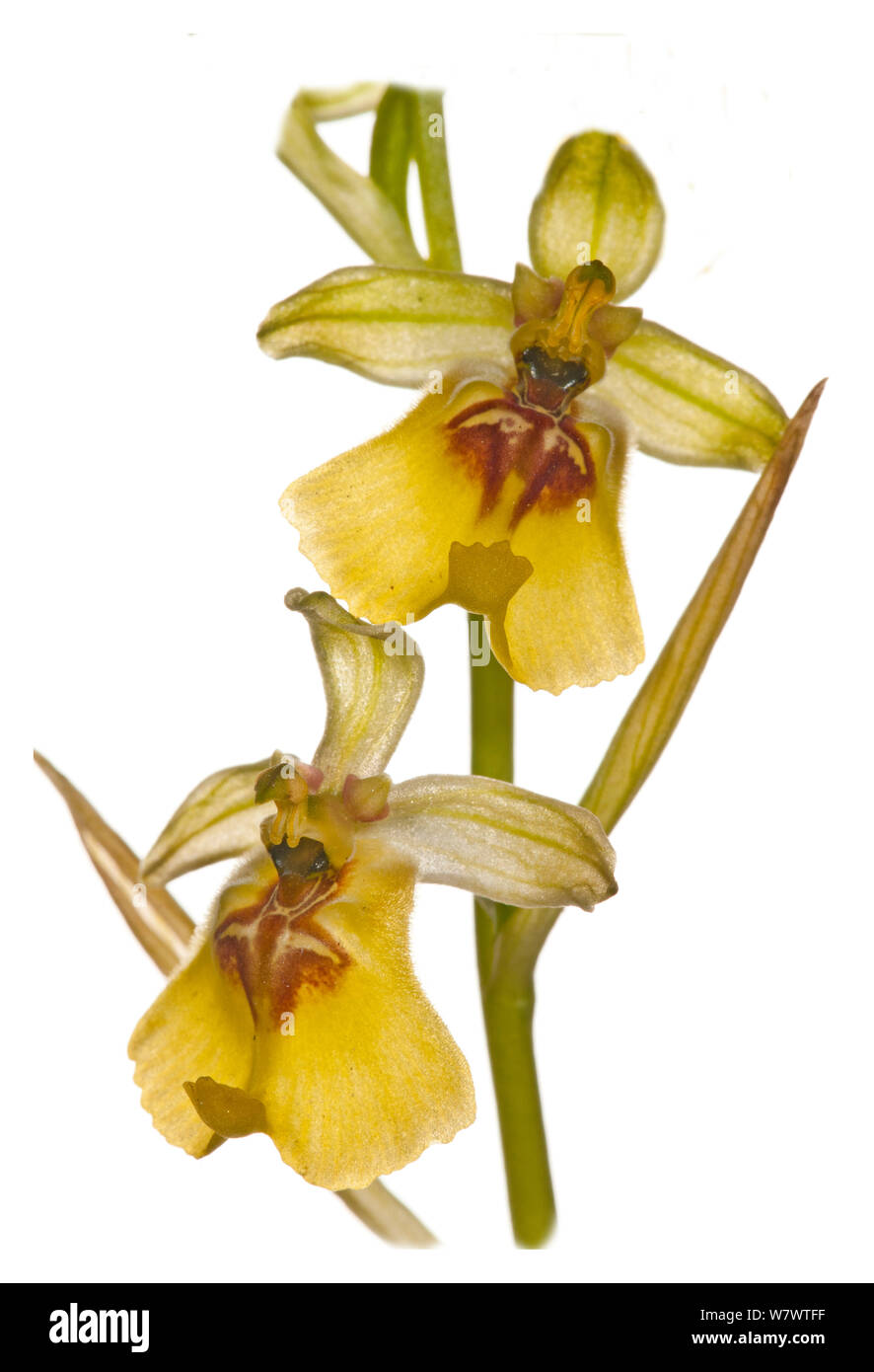 Lacaita&#39;s Ophrys (Ophrys lacaitae) in Blüte, seltene grünlandarten, in der Nähe von Ferla, Sizilien, Italien, Mai. Stockfoto