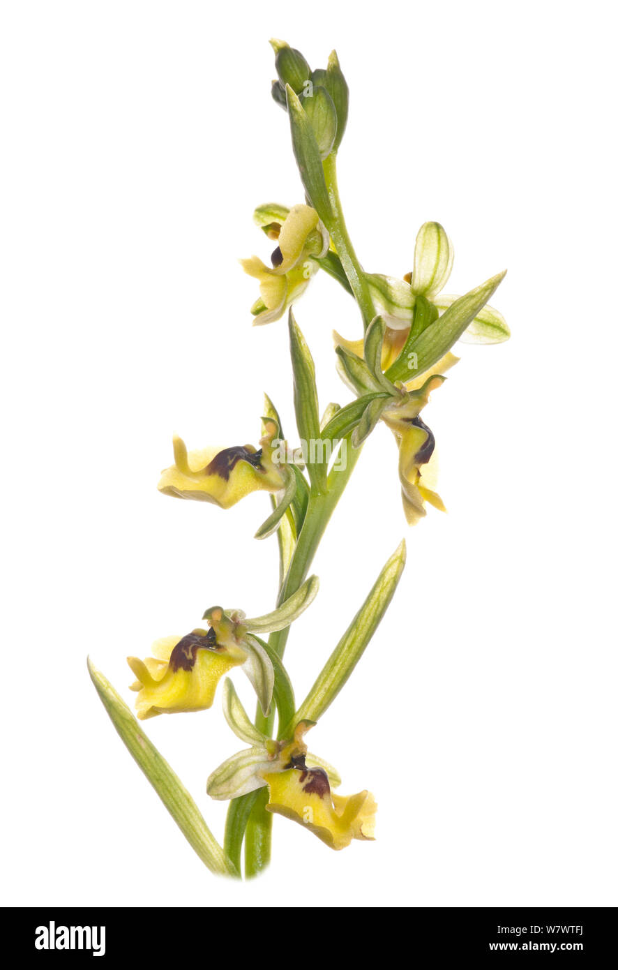 Lacaita&#39;s Ophrys (Ophrys lacaitae) in Blüte, seltene grünlandarten, in der Nähe von Ferla, Sizilien, Italien, Mai. Stockfoto