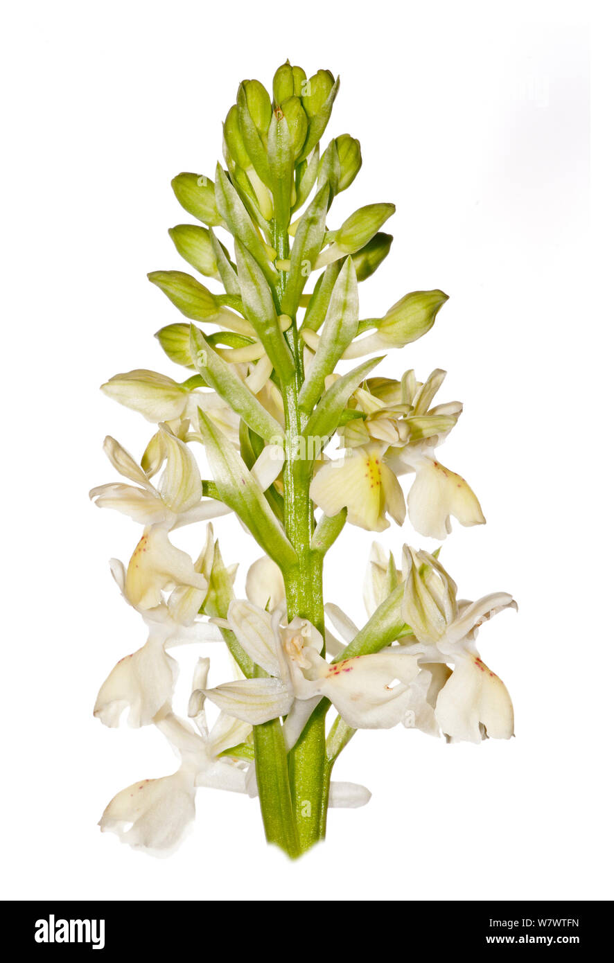 Markus &#39; Orchidee (Dactylorhiza romana markusii) in Blume, Bosco di Ficuzza, Sizilien, Italien, Mai. Endemisch auf Sizilien. Stockfoto