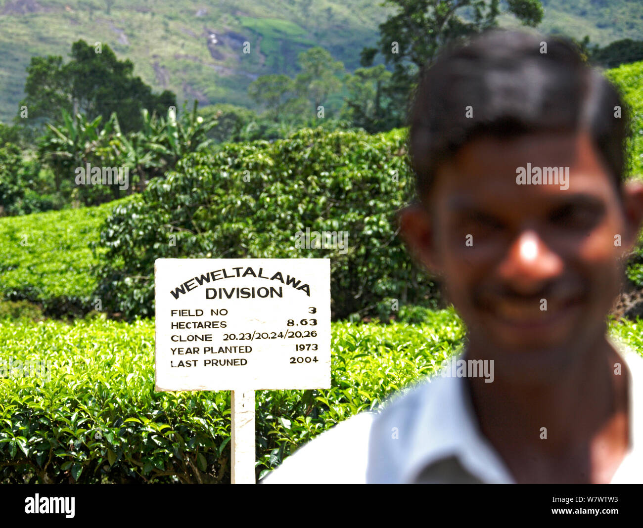 Indische Mann lächelnd, mit Zeichen für Tee (Camellia sinensis) Plantation, Sri Lanka, März 2005. Stockfoto