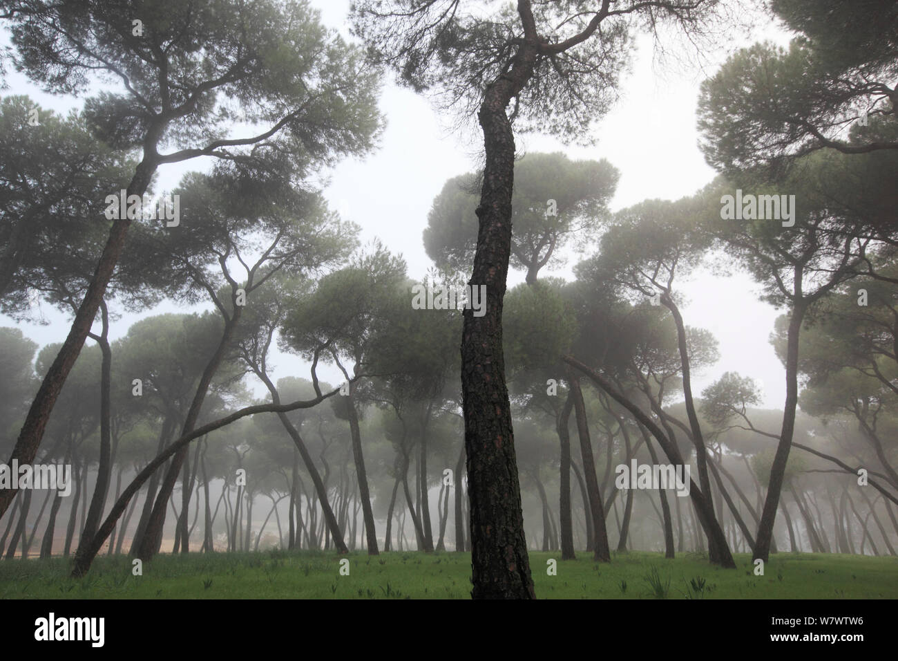 Stone Kiefernwald (Pinus Pinea), in der Nähe von Sevilla, Spanien, Dezember Stockfoto