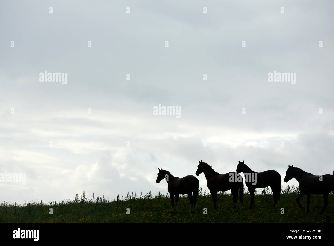 Pferde Silhouette im Feld, Akershus, Norwegen, Juni. Stockfoto