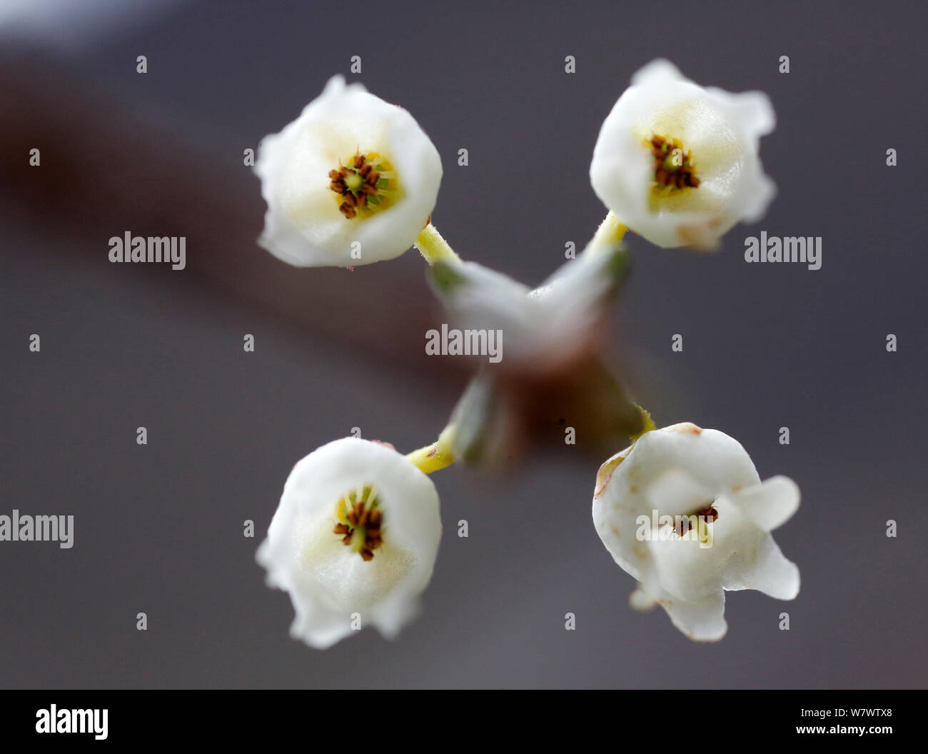 Arktische Glockenheide (Cassiope tetragona) in Blume, Svalbard, Norwegen, Juli. Stockfoto