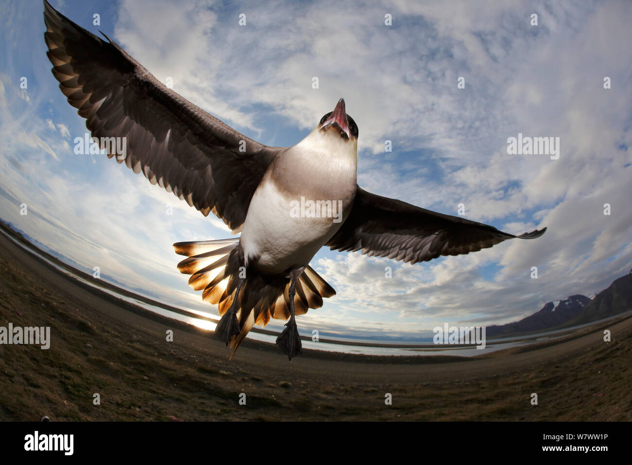 Schmarotzerraubmöwe (Eulen parasiticus) im Flug, Hotellneset, Svalbard, Norwegen, Juli. Stockfoto