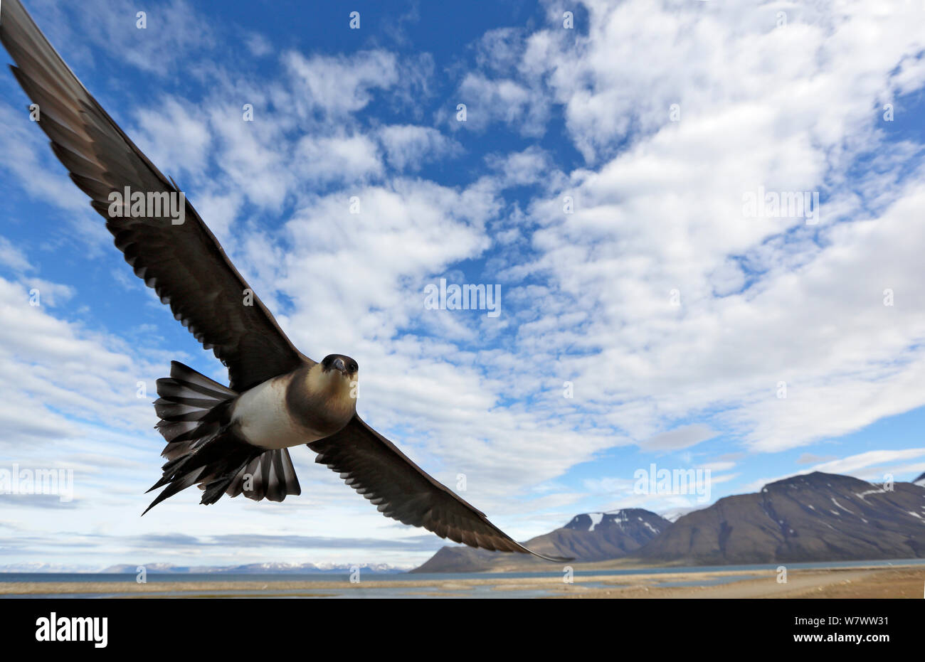 Schmarotzerraubmöwe (Eulen parasiticus) im Flug, Hotellneset, Svalbard, Norwegen. Juli. Stockfoto