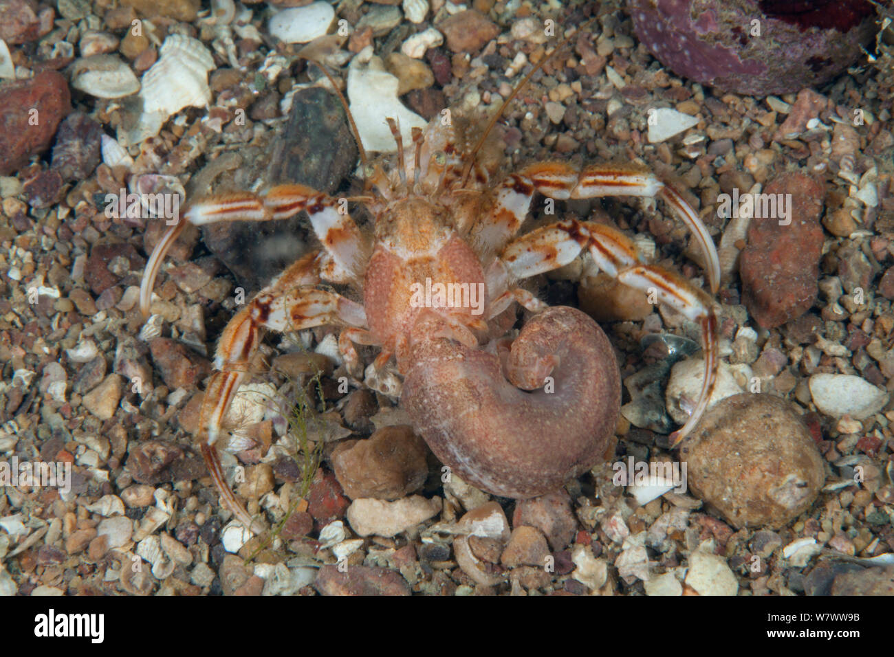 Gemeinsame Einsiedlerkrebs (Pagurus bernhardus) Bouley Bay, Jersey, Britische Kanalinseln. Stockfoto