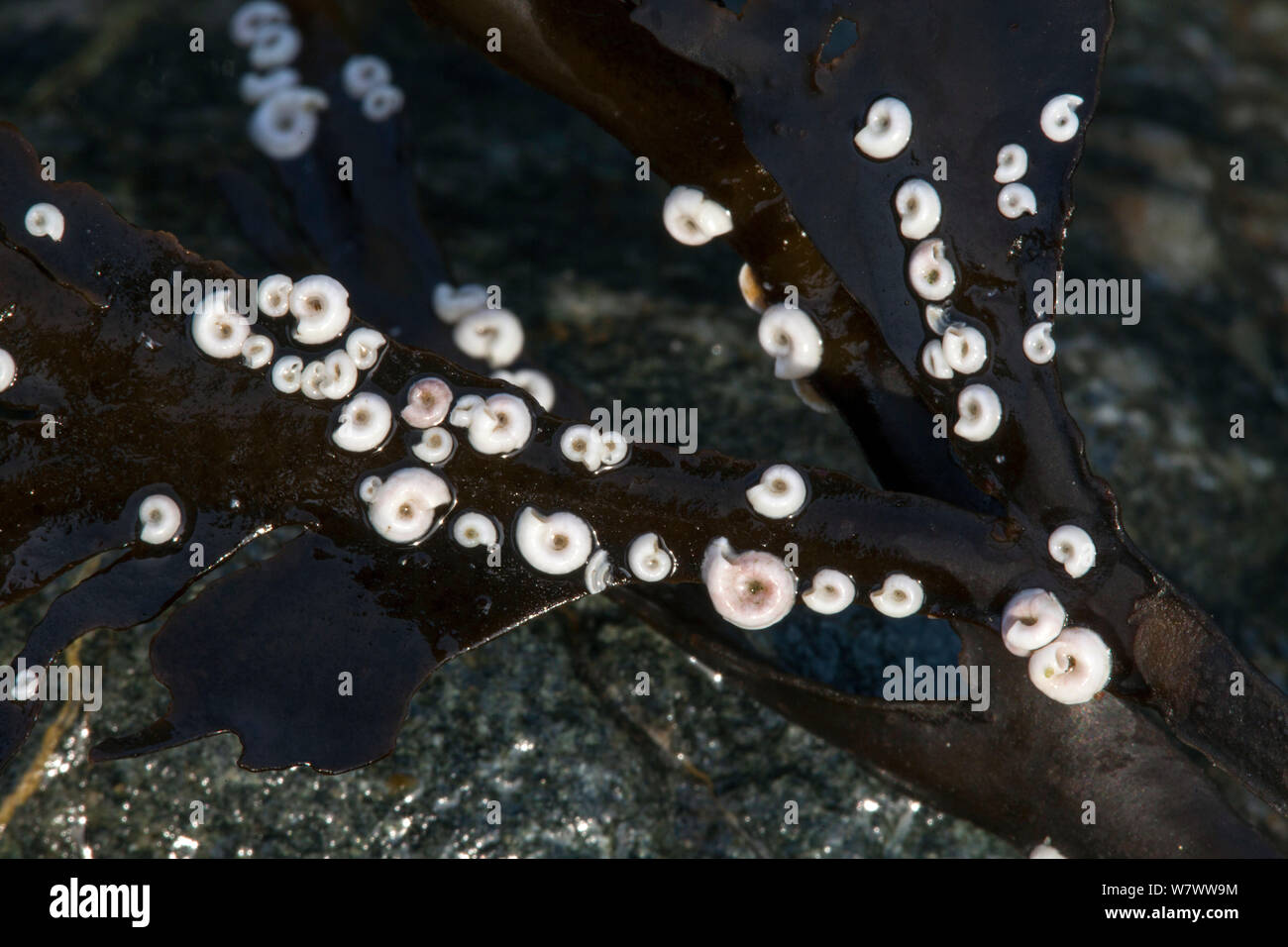 Post Horn Worms (Spirorbis) auf Algen, am Strand, Derrible Bay, Sark, Britische Kanalinseln. Stockfoto