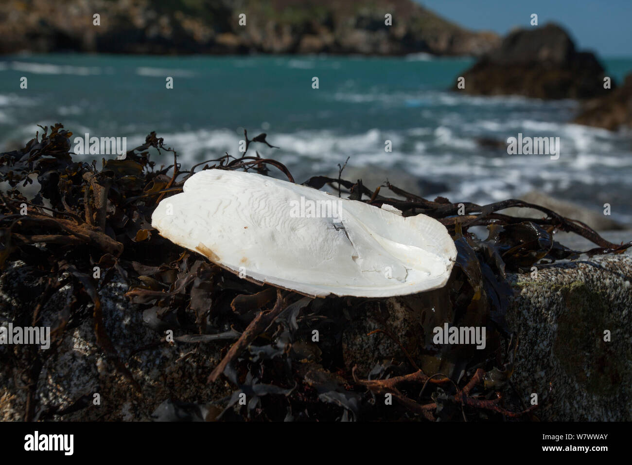 Knochen der Gemeine Tintenfisch (Sepia officinalis) gewaschen oben auf Ufer, Sark, Britische Kanalinseln. Stockfoto