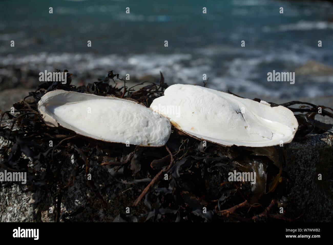 Knochen der Gemeine Tintenfisch (Sepia officinalis) gewaschen oben auf Ufer, Sark, Britische Kanalinseln. Stockfoto
