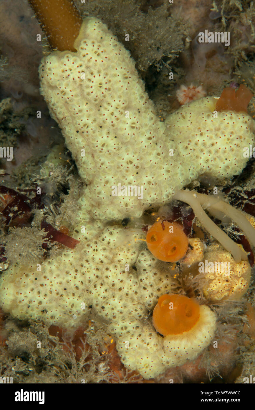 Star ascidian (- Botryllus schlosseri) L'Etac, Sark, Britische Kanalinseln. Stockfoto