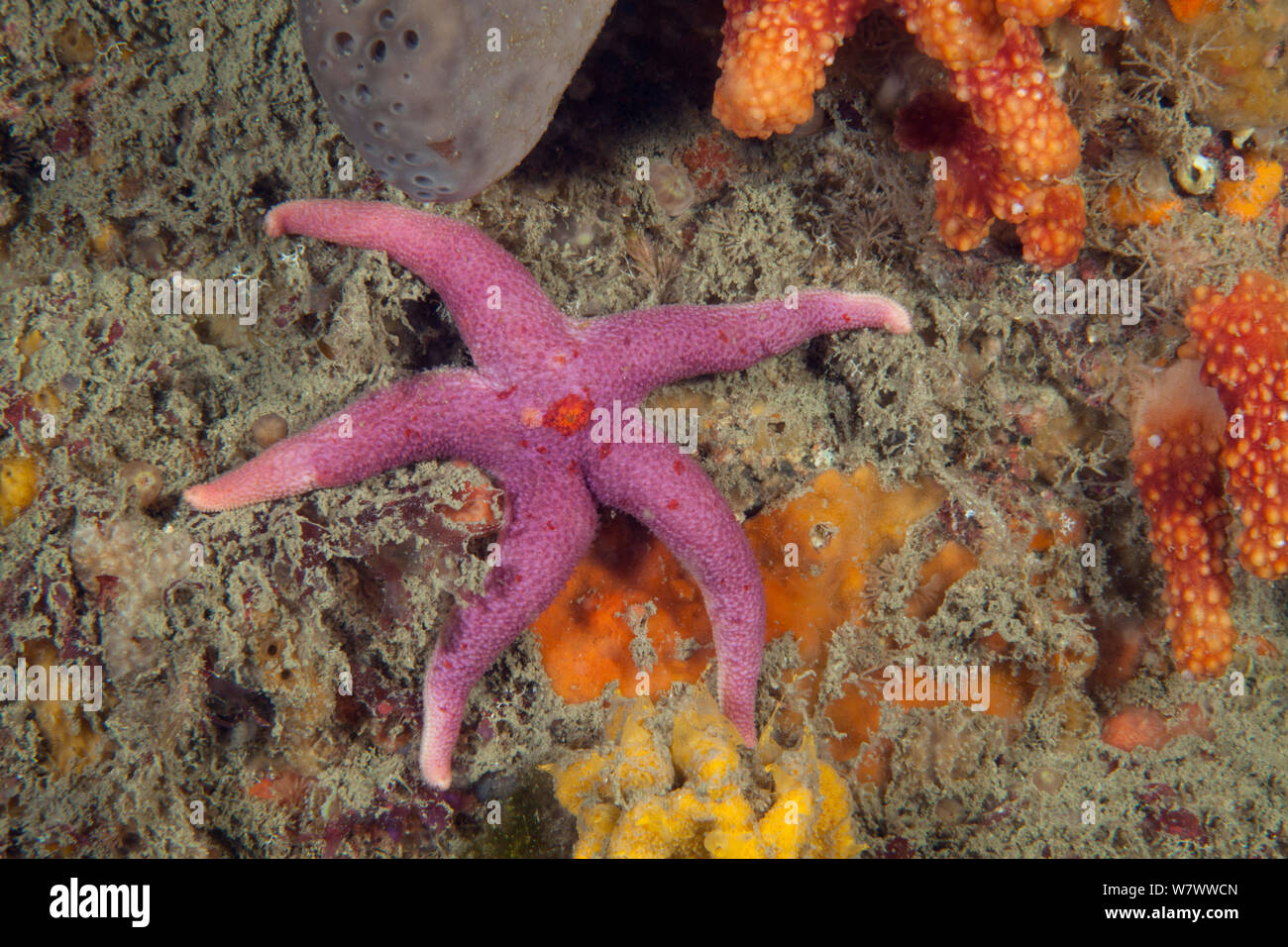 Blutige Henry Seesterne (Henricia oculata) Boue Tirlipois, Sark, Britische Kanalinseln. Stockfoto