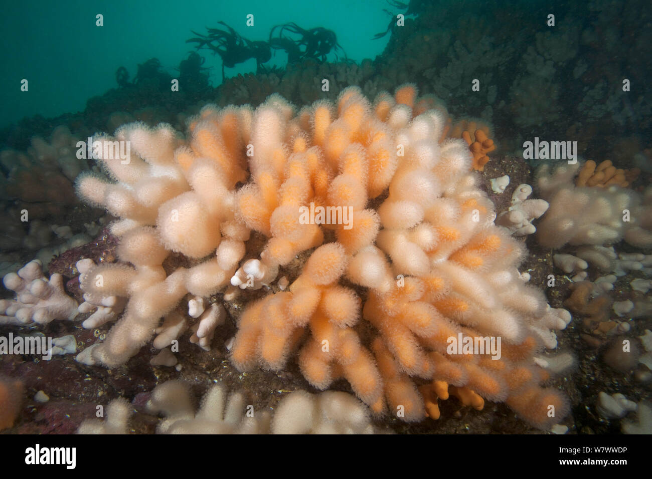 Toter Mann&#39;s Finger Weichkorallen (Alcyonium Digitatum) St Abbs Freiwillige Marine Reserve, Schottland (Nordsee). Stockfoto