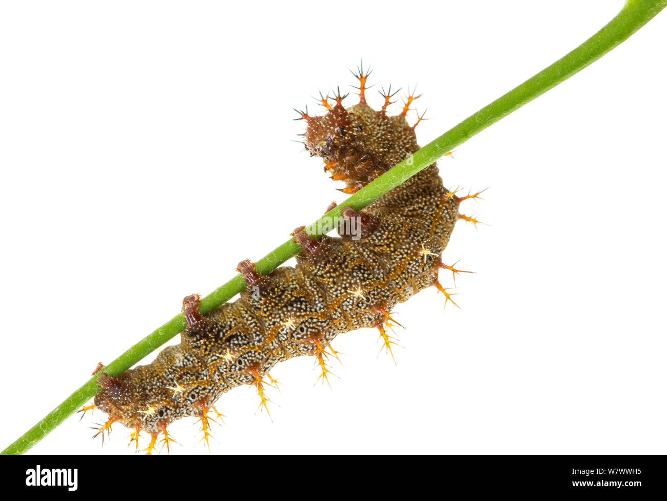 Fragezeichen Caterpillar (Polygonia interrogationis) Anacostia Wasserscheide, Washington DC, USA, August. Meetyourneighbors.net Projekt. Stockfoto