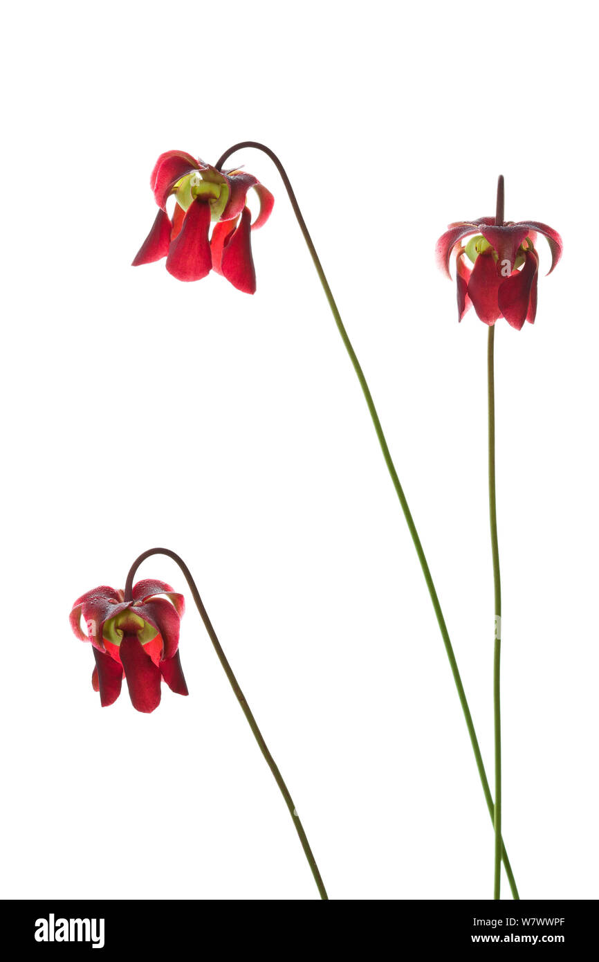 Lila Kannenpflanze (Sarracenia purpurea) Blumen, North Carolina, USA, Mai. Meetyourneighbors.net Projekt. Stockfoto