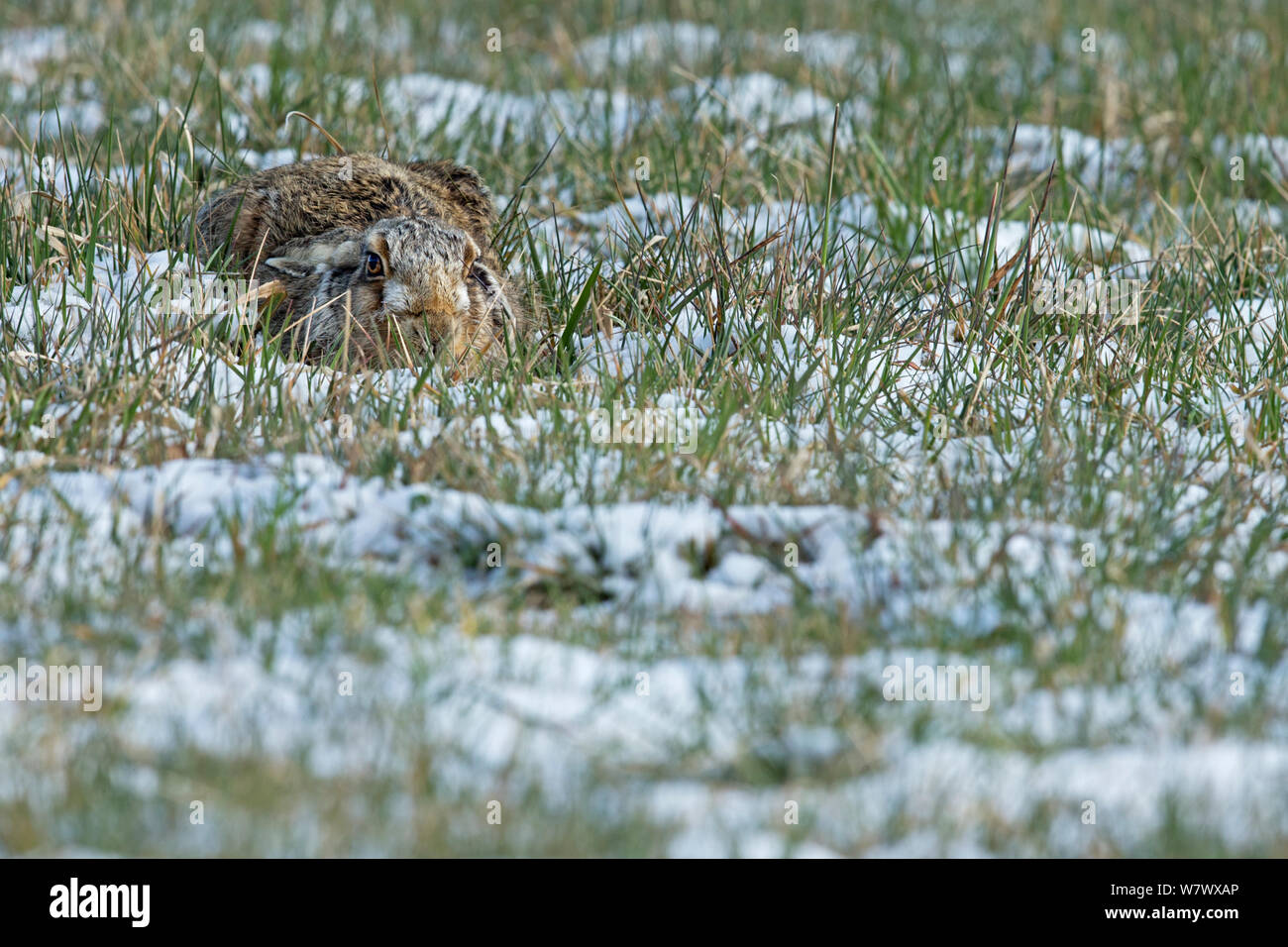 Europäische Hare (Lepus europaeus) in Form im verschneiten Wiesen, UK, März. Stockfoto