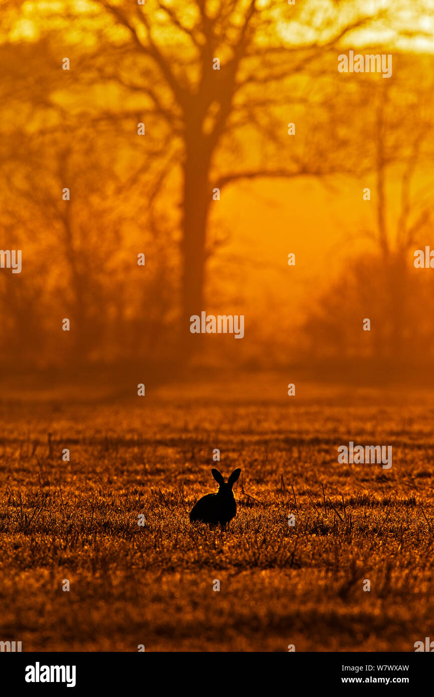 Hare (Lepus europaeus) mit Hintergrundbeleuchtung in Feld, UK, April. Stockfoto