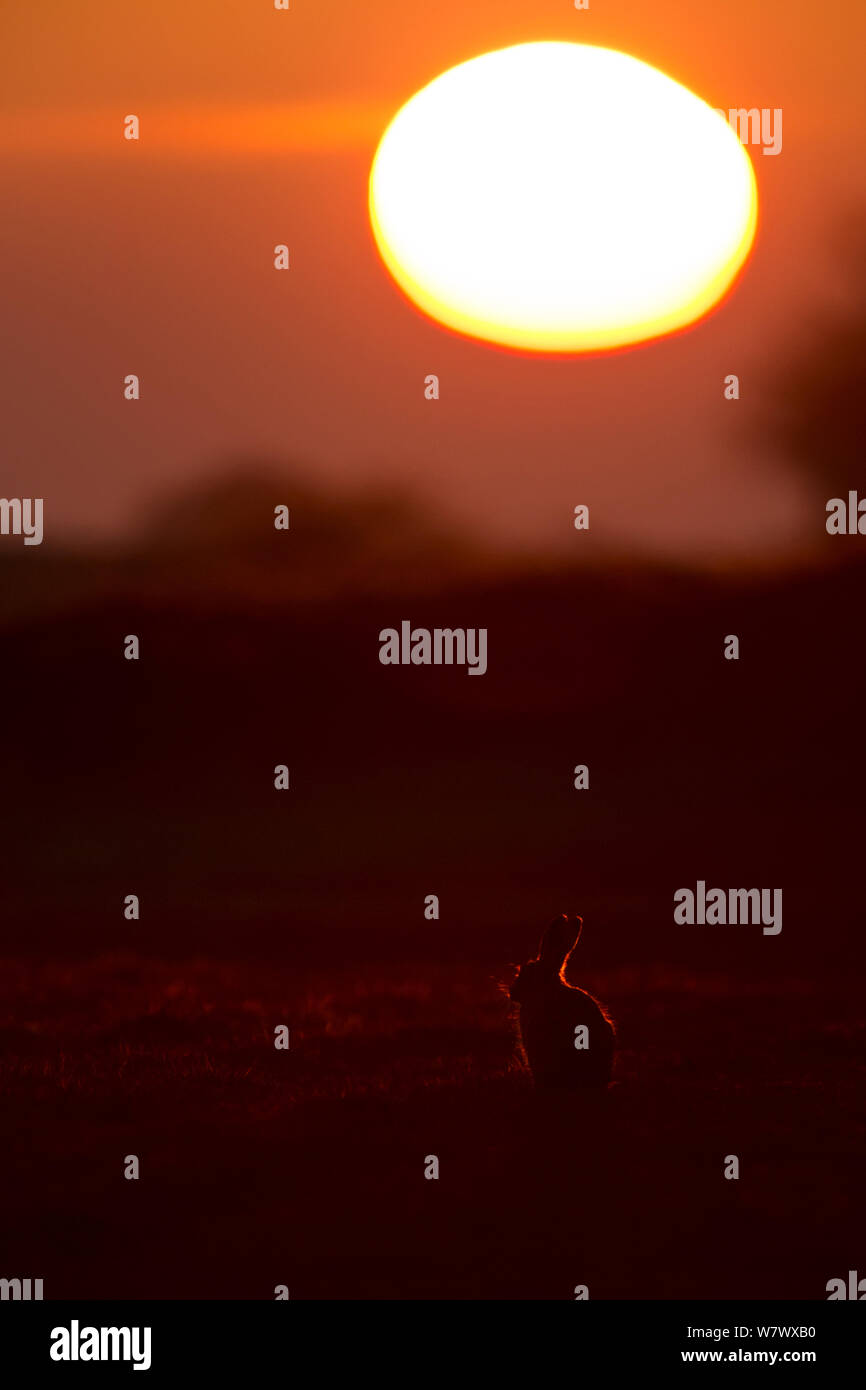 Hare (Lepus europaeus) mit Hintergrundbeleuchtung in Feld bei Sonnenuntergang, UK, Mai. Stockfoto