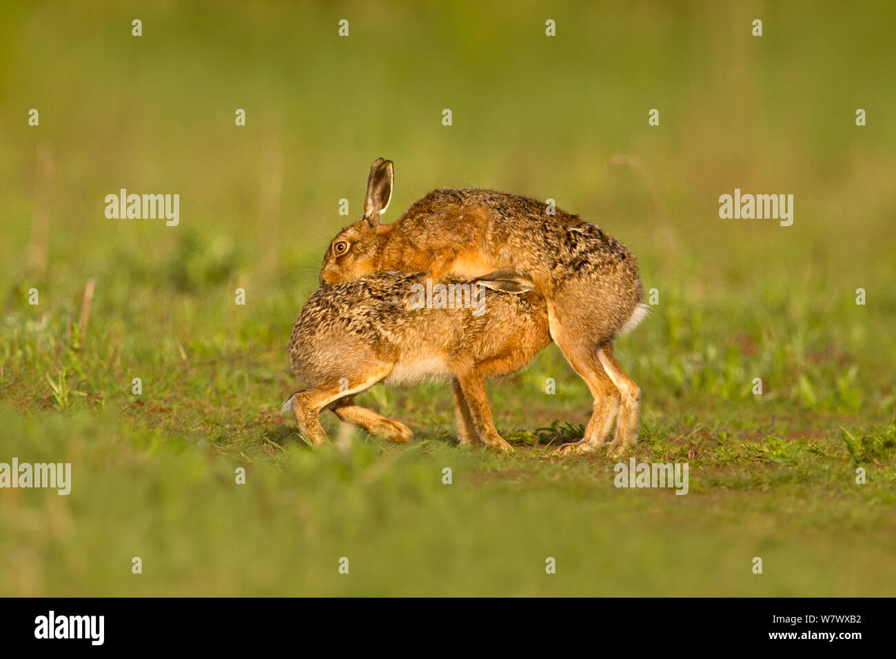 Europäische Hare (Lepus europaeus) Männliche versucht sich zu paaren mit weiblichen, UK, Mai. Stockfoto