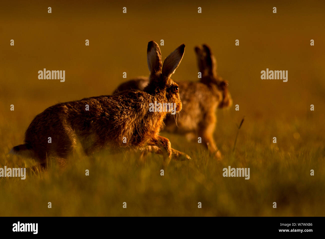 Europäische Hare (Lepus europaeus) Umwerbung chase am frühen Morgen, UK, Mai. Stockfoto