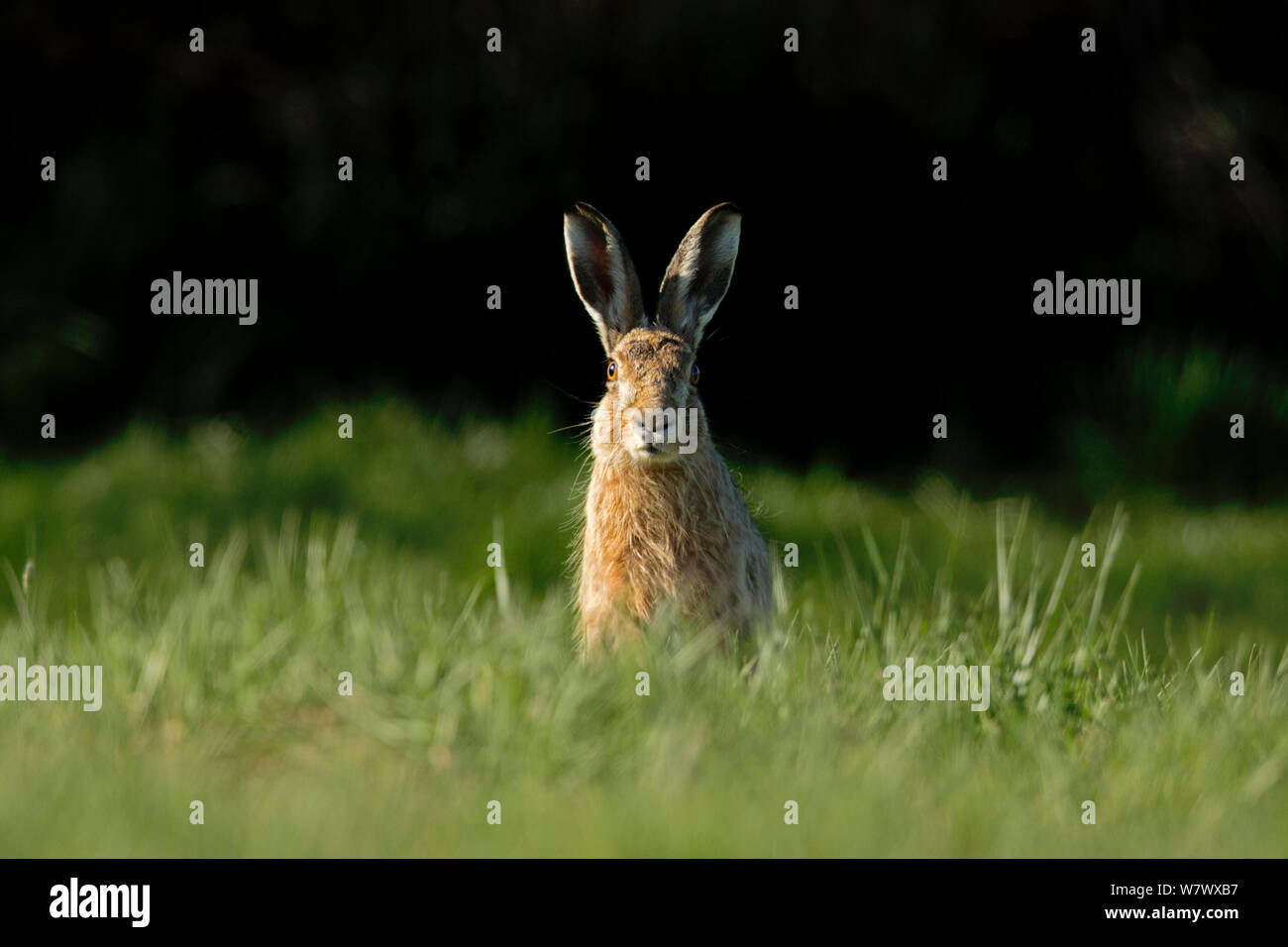 Europäische Hare (Lepus europaeus) männlich im Grünland, UK, Mai. Stockfoto