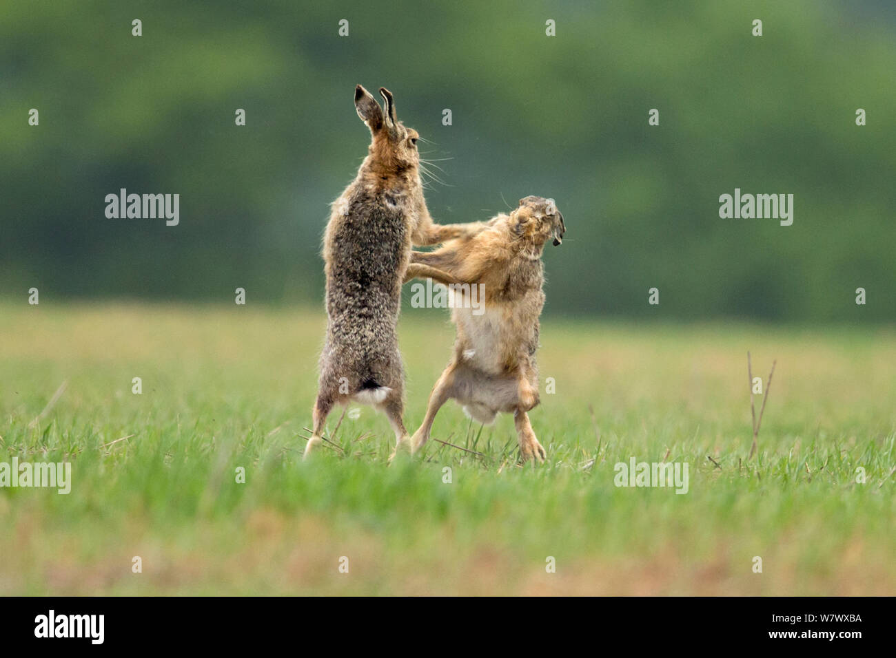 Hare (Lepus europaeus) Boxing, UK, Mai. Stockfoto