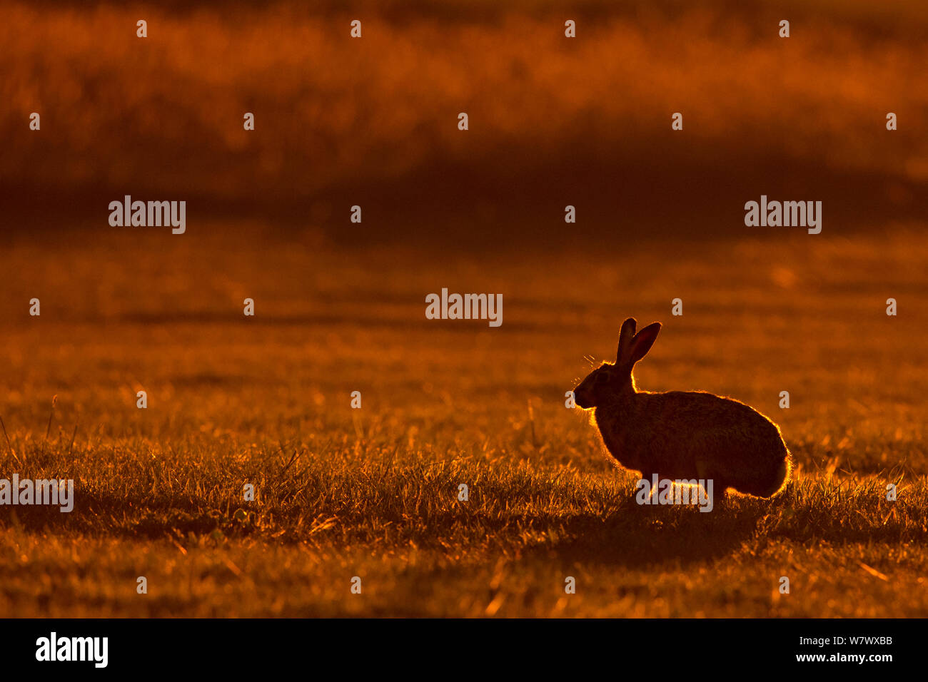 Hare (Lepus europaeus) mit Hintergrundbeleuchtung in Feld, UK, Mai.. Stockfoto