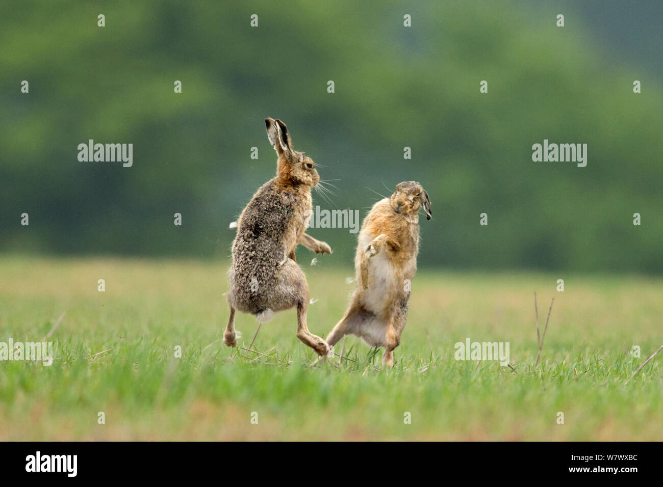 Hare (Lepus europaeus) Boxing, UK, Mai. Stockfoto