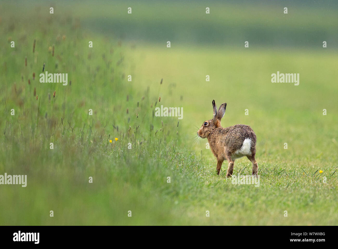 Europäische Hare (Lepus europaeus) am Rand der Wiese, UK, Mai. Stockfoto