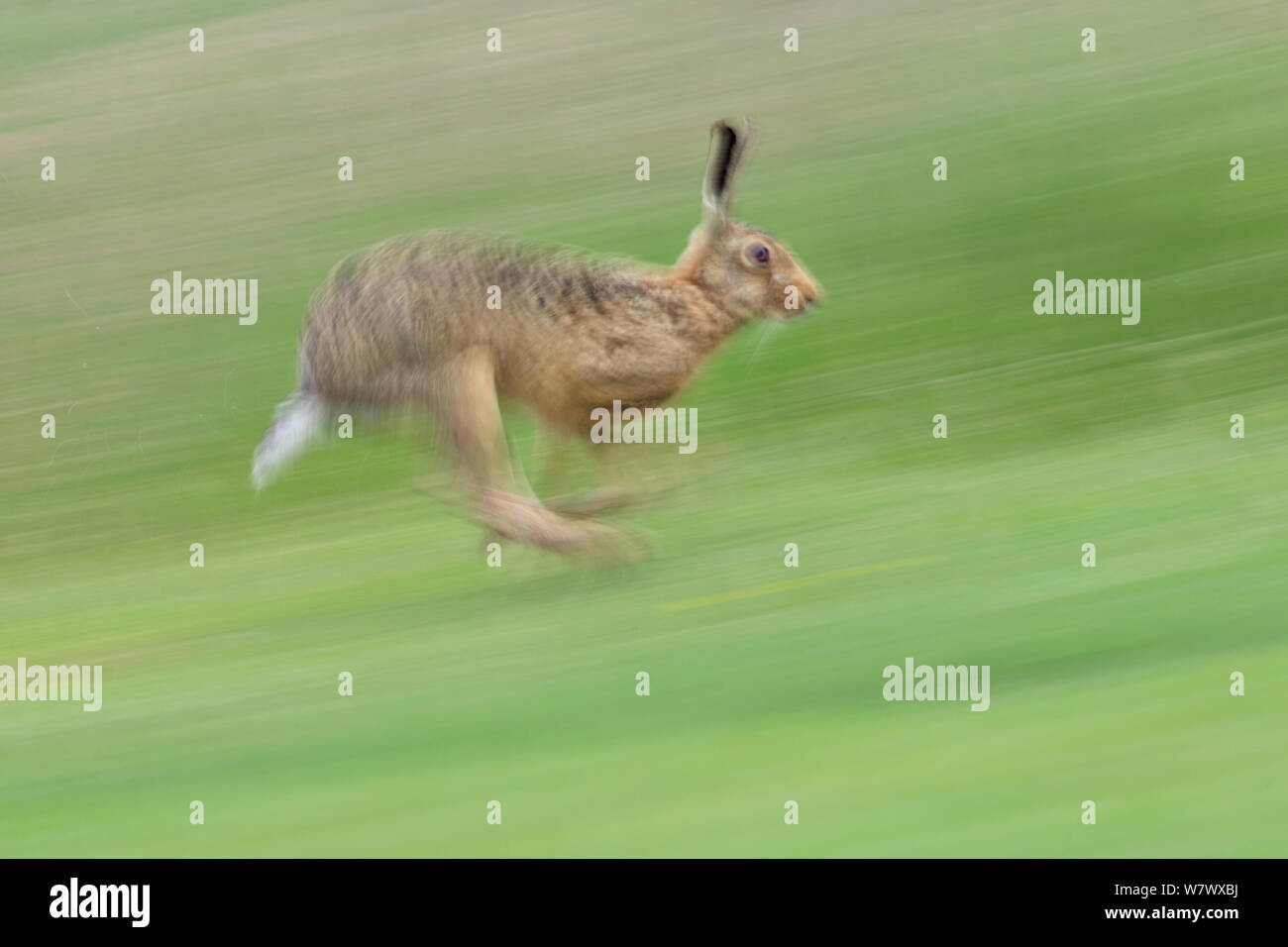 Europäische Hare (Lepus europaeus) läuft, UK, Juni. Stockfoto