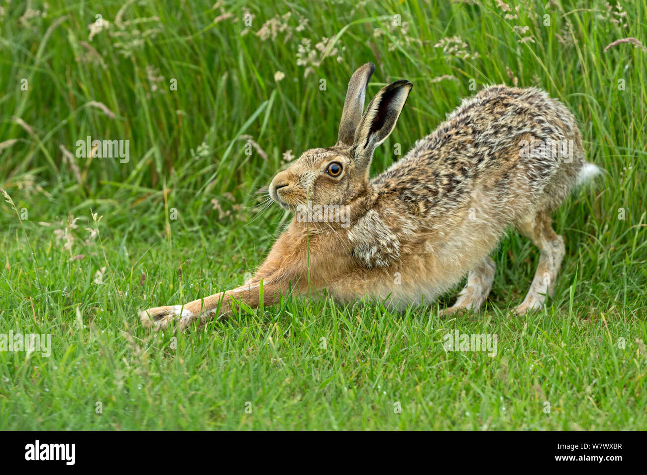 Europäische Hare (Lepus europaeus) Stretching, UK, Juni. Stockfoto