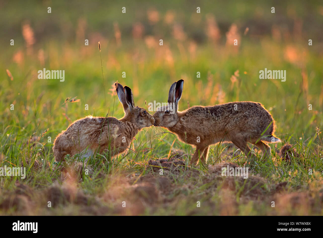 Hare (Lepus europaeus) männlich weiblich schnüffeln, UK, Juni. Stockfoto