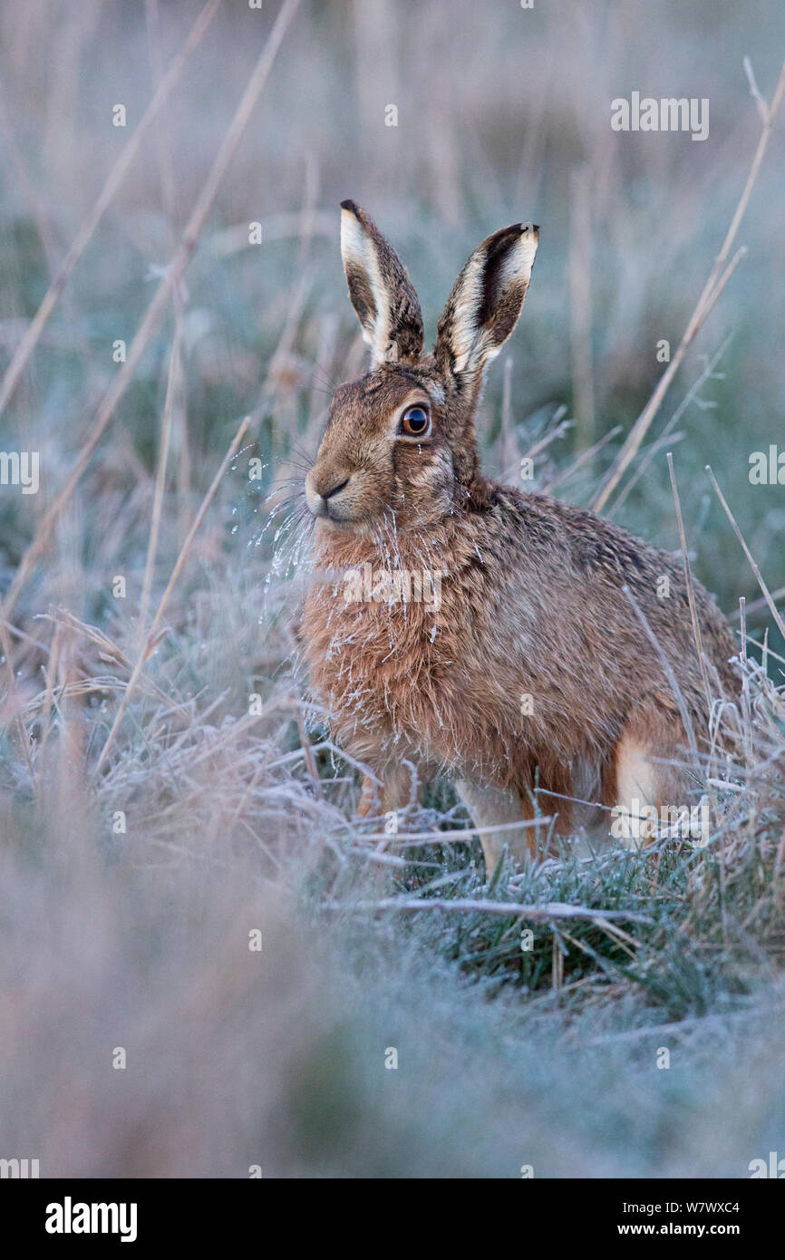 Europäische Hare (Lepus europaeus) in den frühen Morgenstunden mit Frost auf Whisker, UK, März. Stockfoto