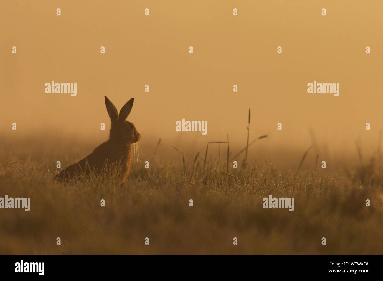 Europäische Hare (Lepus europaeus) in den frühen Morgen. UK, März. Stockfoto