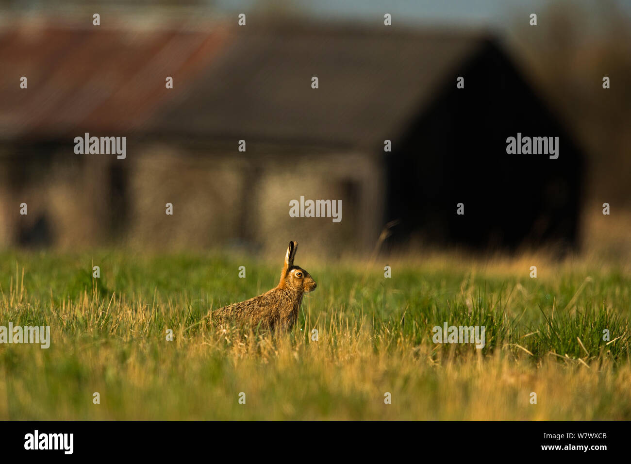 Europäische Hare (Lepus europaeus) im Grünland die alten Bauernhof, UK, März. Stockfoto