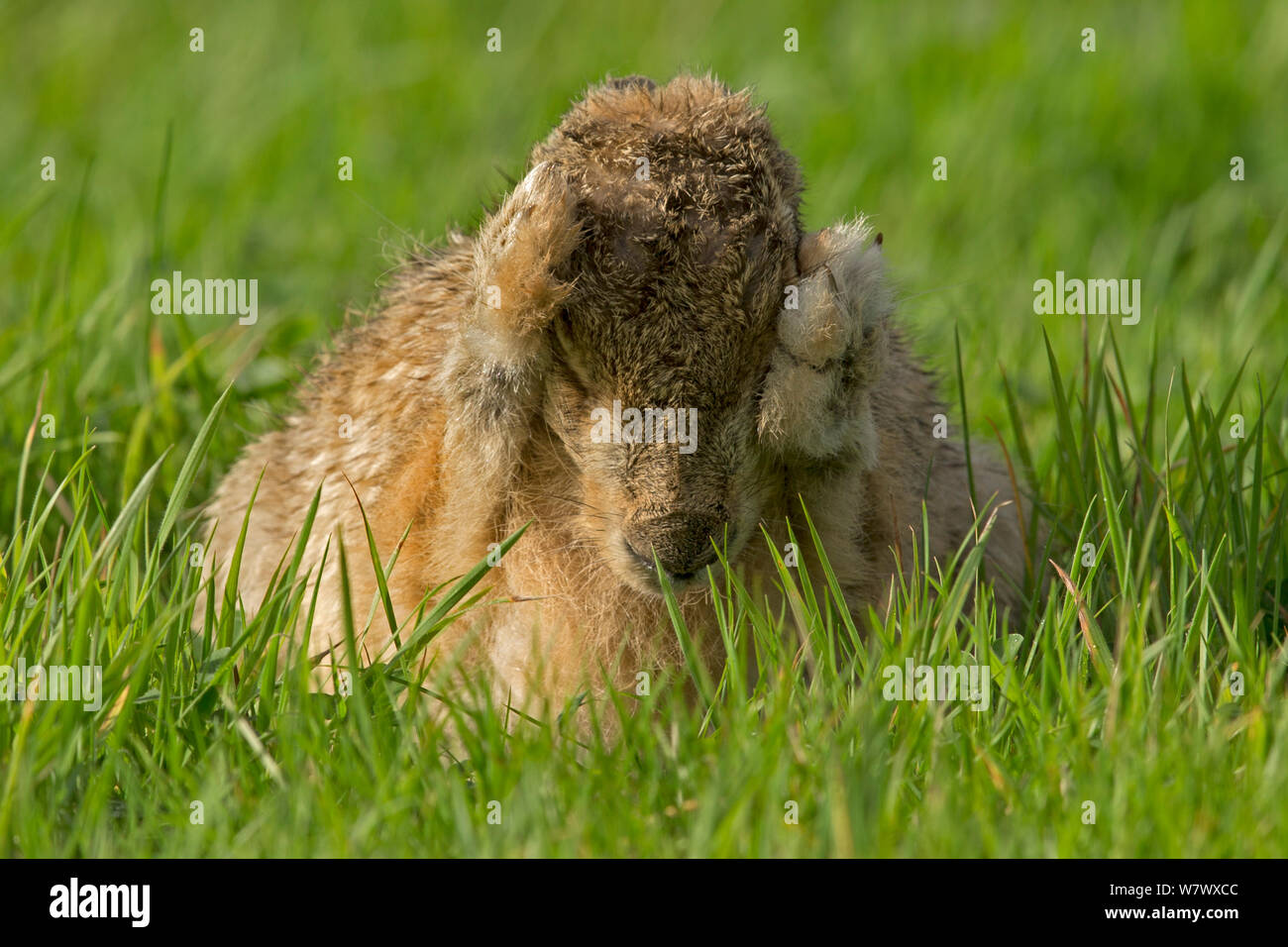 Europäische Hare (Lepus europaeus) Grooming, Großbritannien, Oktober. Stockfoto