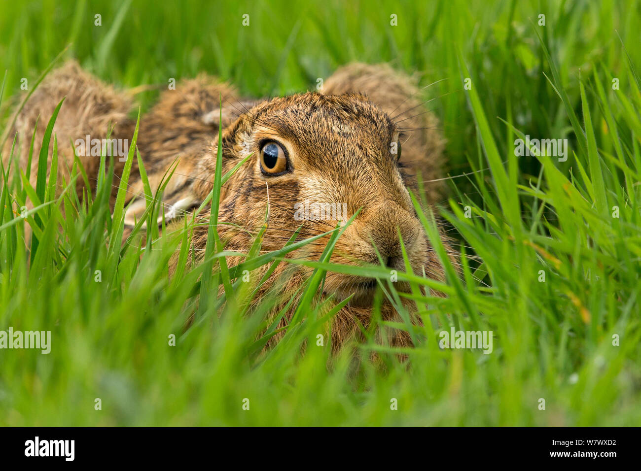 Europäische Hare (Lepus europaeus) in Form im Grünland, Großbritannien, Oktober. Stockfoto