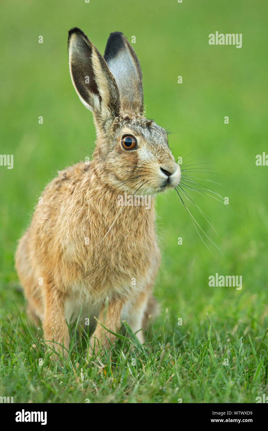 Europäische Hare (Lepus europaeus) leveret, UK, Juni. Stockfoto