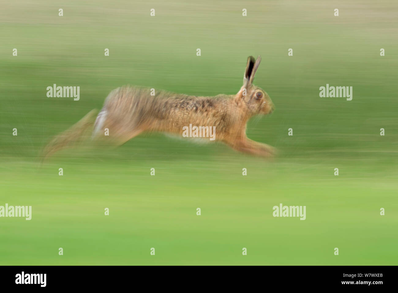 Europäische Hare (Lepus europaeus) läuft, UK, Juni. Stockfoto